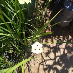 Floreria Los Myoporum