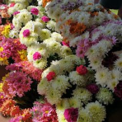 Floreria Memorial