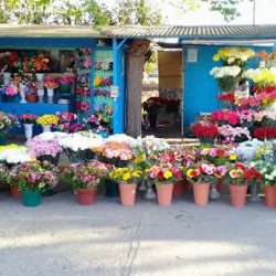Florería Sergio