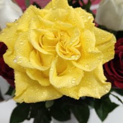 Florería Sogayse