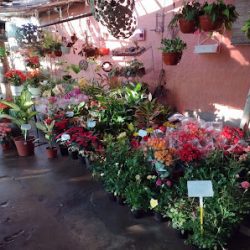 Florería Vivero Jardin