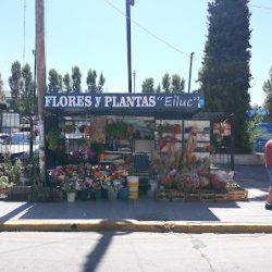 Floreria Y Plantas Eiluc