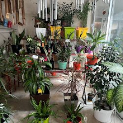 Floreria Y Vivero Del Rosario