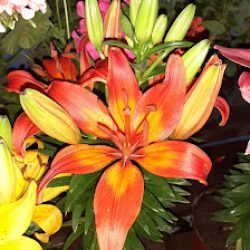 Florería Y Vivero Pecrima
