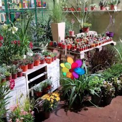 Floreria Y Vivero Real Flores