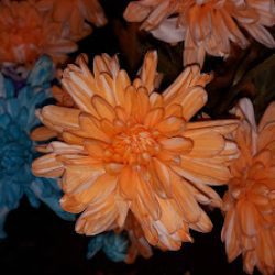 Flores Cussino