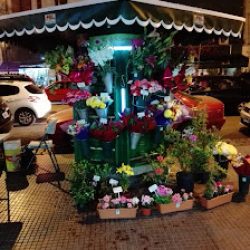 Flores Dd