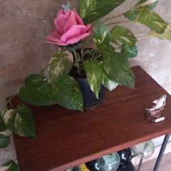 Flores Iara