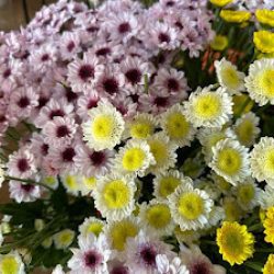 Flores Marabu