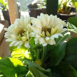 Flores María