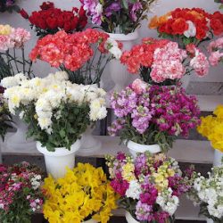 Flores Multiflor