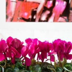 Flores Suhé (florería)