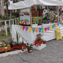 Flores Y Espinas