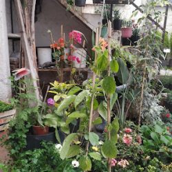 Flores Y Plantas Amancay