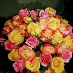 Flores Y Plantas Arco Iris
