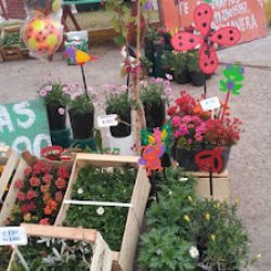 Flores Y Plantas Rody