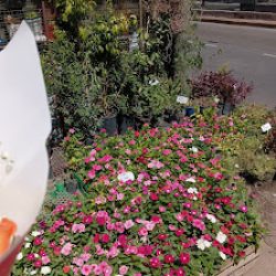 Flores