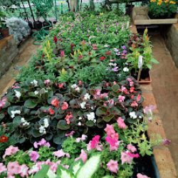 Floricultura Floralem