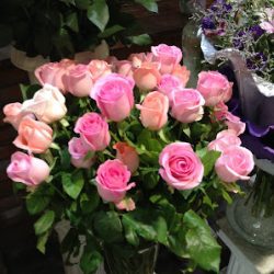 Fresias