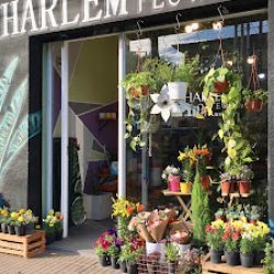 Harlem Flowers