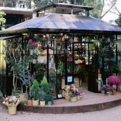 Hiedra Tienda De Flores Leloir