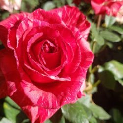 La Buena Onda Vivero