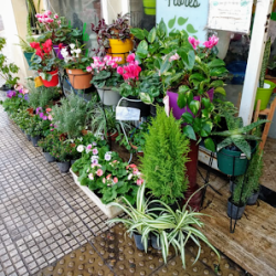 La Buenos Aires - Flores Y Plantas