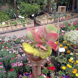 La Flor Japonesa - Vivero Y Florería
