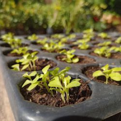 La Floresta Vivero