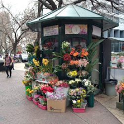 La Mejor Flor - Orquídea Shop