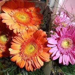 La Viktoria Flores