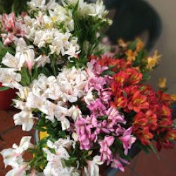 Lapachamisma - Floreria - Plantas - Jardineria -