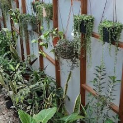 Las Rosalitas Vivero