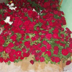 Las Rosas De Horacio
