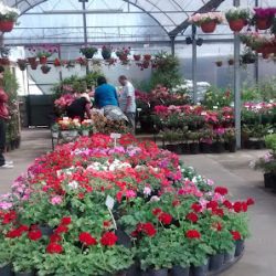 Lilian's Vivero