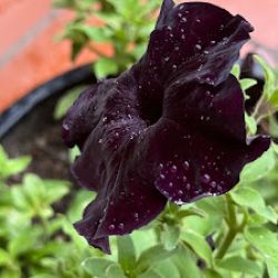Locky Plantas
