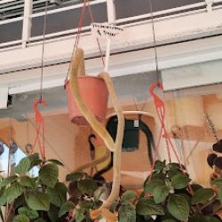 Los Jazmines, Jardinería Y Apicultura