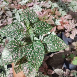 Magurito -vivero Y Floreria-
