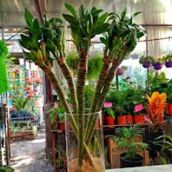 Marifa Vivero & Florería