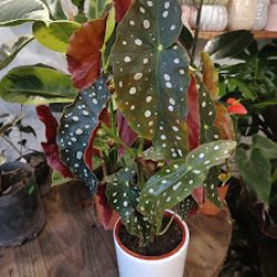 Marucca Planteria