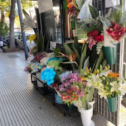 Mg Flores