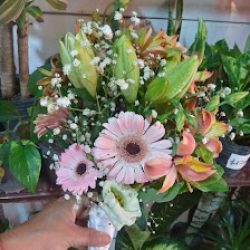 Moni - Plantas Y Flores