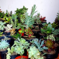 Nalüm Cactus Y Suculentas
