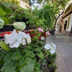 Noi - Casa De Plantas Y Flores