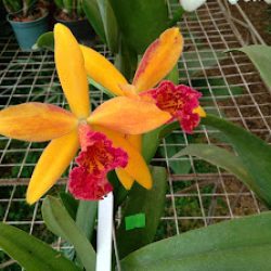 Orquideas Tuly