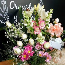 Orquídeas Y Flores