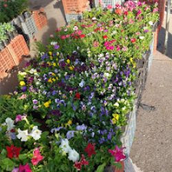 Paseo De Las Plantas