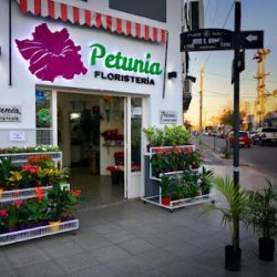 Petunia Floristería