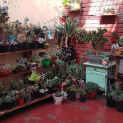 Plantarte