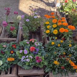Plantas Deysi